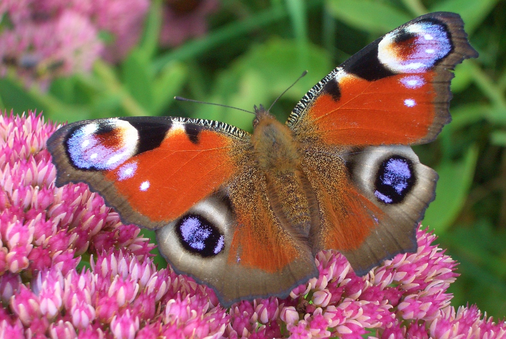 scharfer Schmetterling