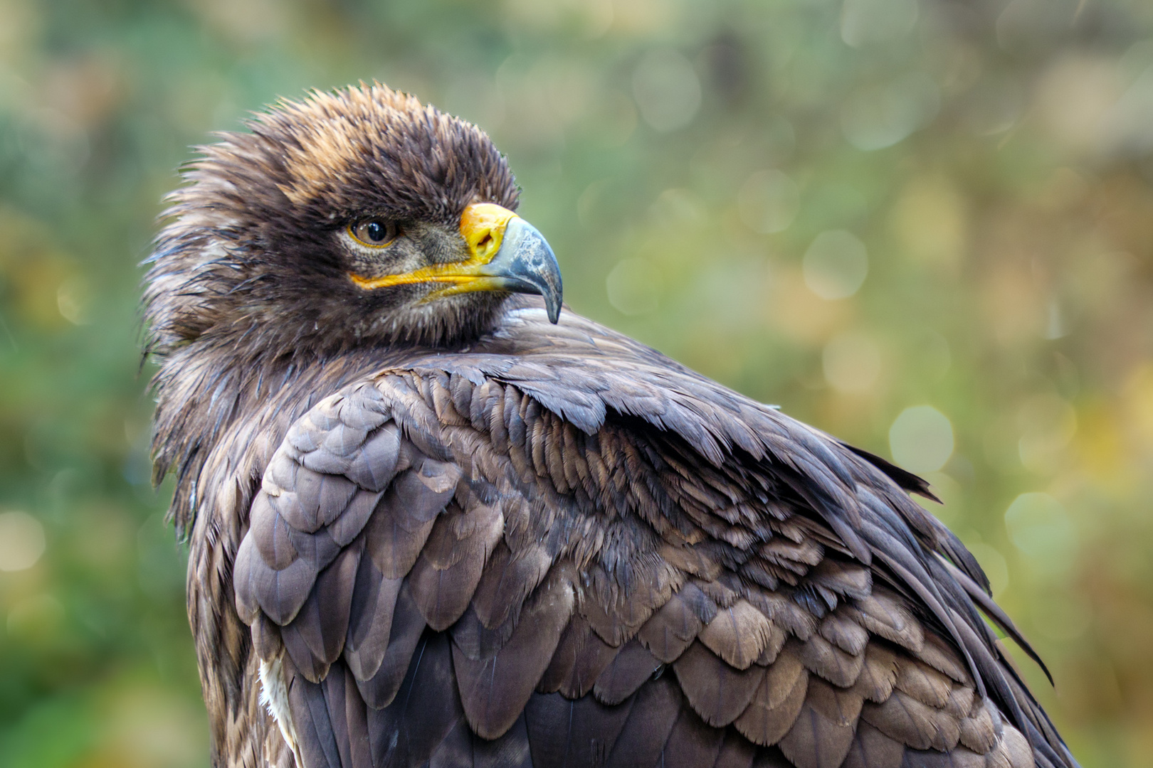 Scharfer Schnabel Foto & Bild tiere, zoo, wildpark & falknerei, vögel