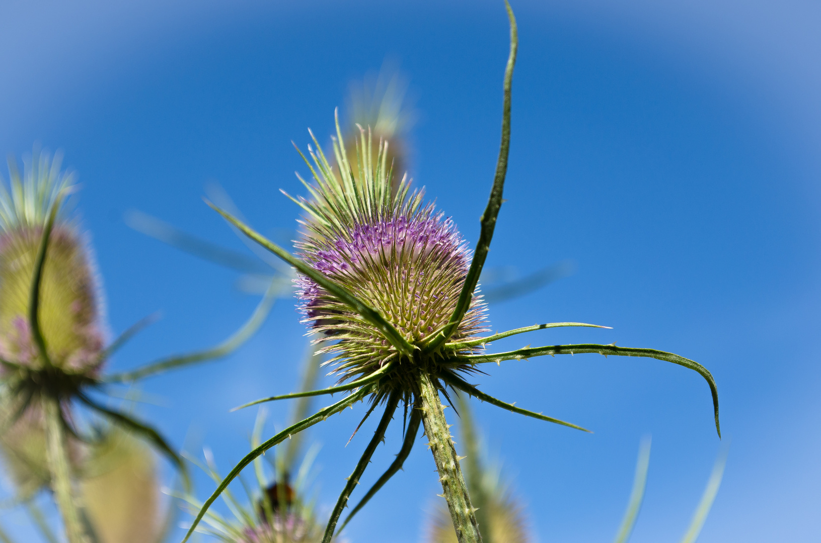 Scharfer Stachel