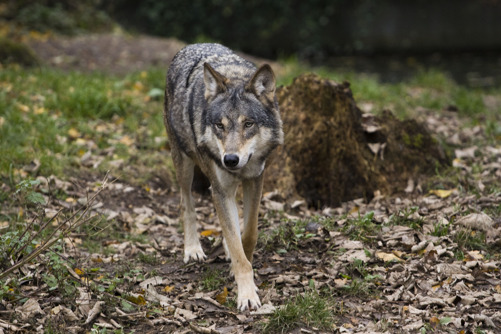 scharfer Wolf