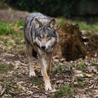 scharfer Wolf