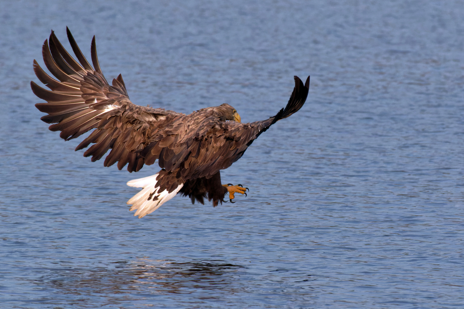 Scharfes Adlerauge.... Seeadler (Haliaeetus albicilla) kurz vor dem Zugriff