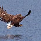 Scharfes Adlerauge.... Seeadler (Haliaeetus albicilla) kurz vor dem Zugriff