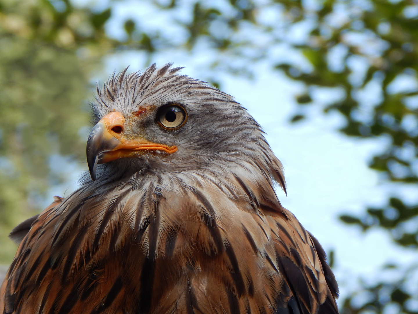Scharfes Auge Foto &amp; Bild | landschaft, wald, natur Bilder auf ...