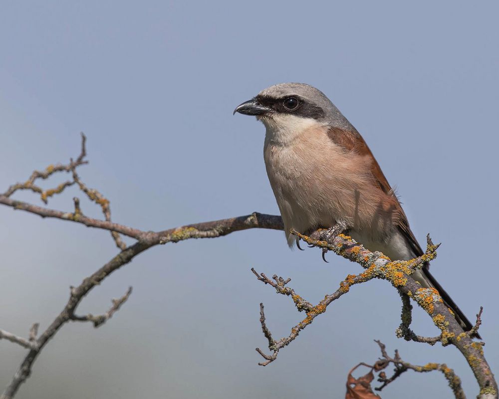 Scharfes Auge, scharfer Schnabel