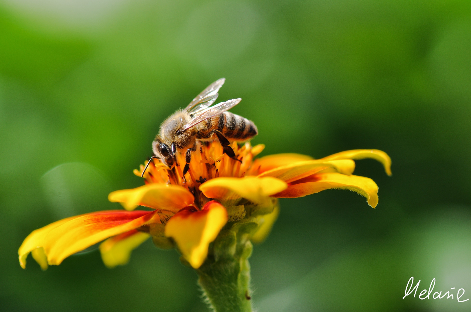 scharfes Bienchen