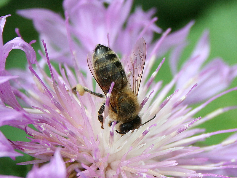 scharfes Bienchen...