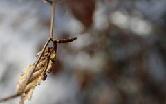 scharfes Blatt