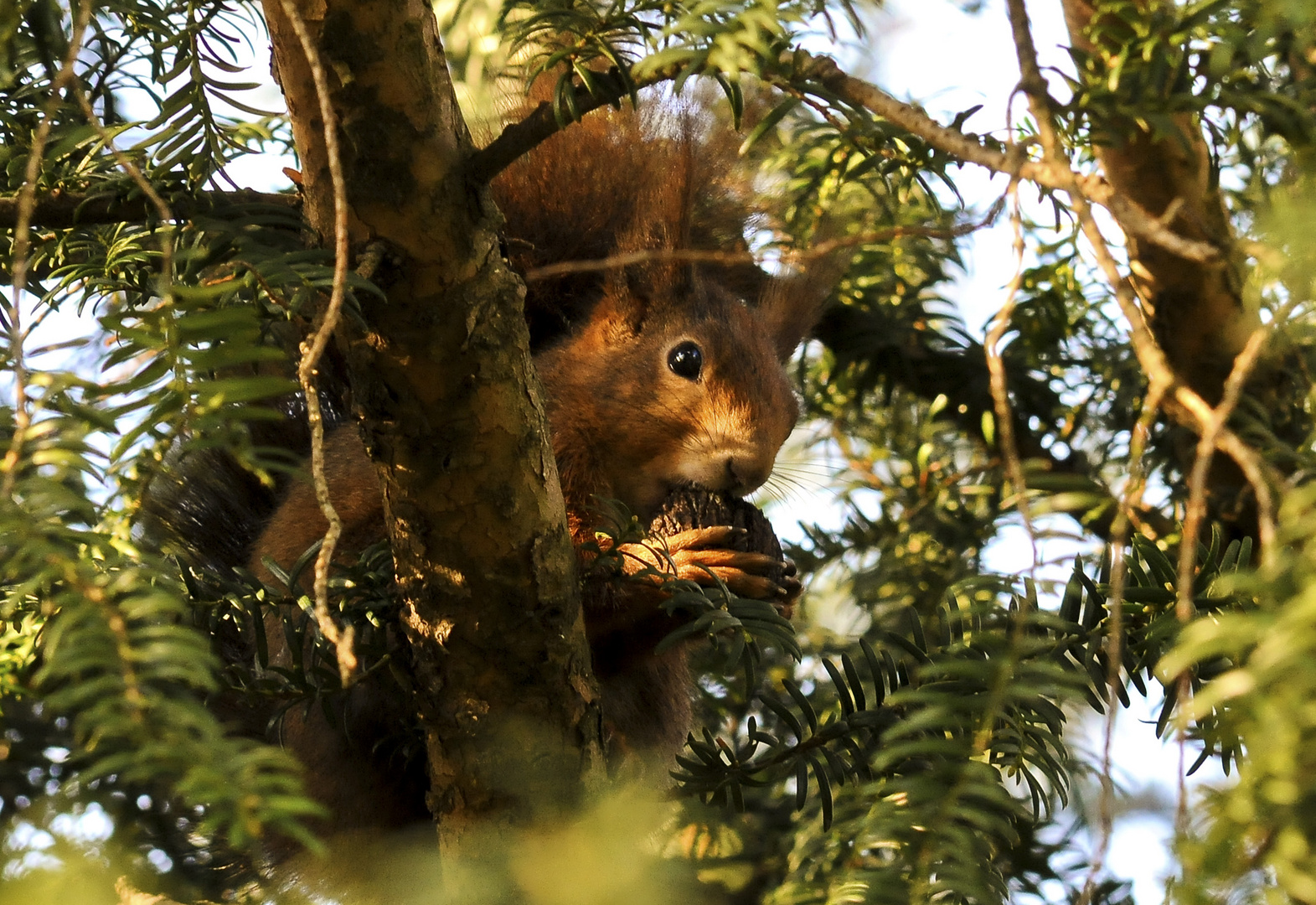 Scharfes Hörnchen...