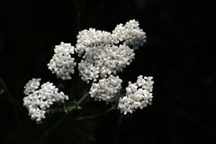 Scharfgabe (Achillea millefolium)