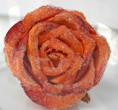 Scharfgezeichnete Rose