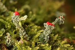 Scharlach-Becherflechte (Cladonia coccifera)