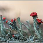 scharlach cladonia (cladonia coccifera) .......oder Cladonia floerkeana...