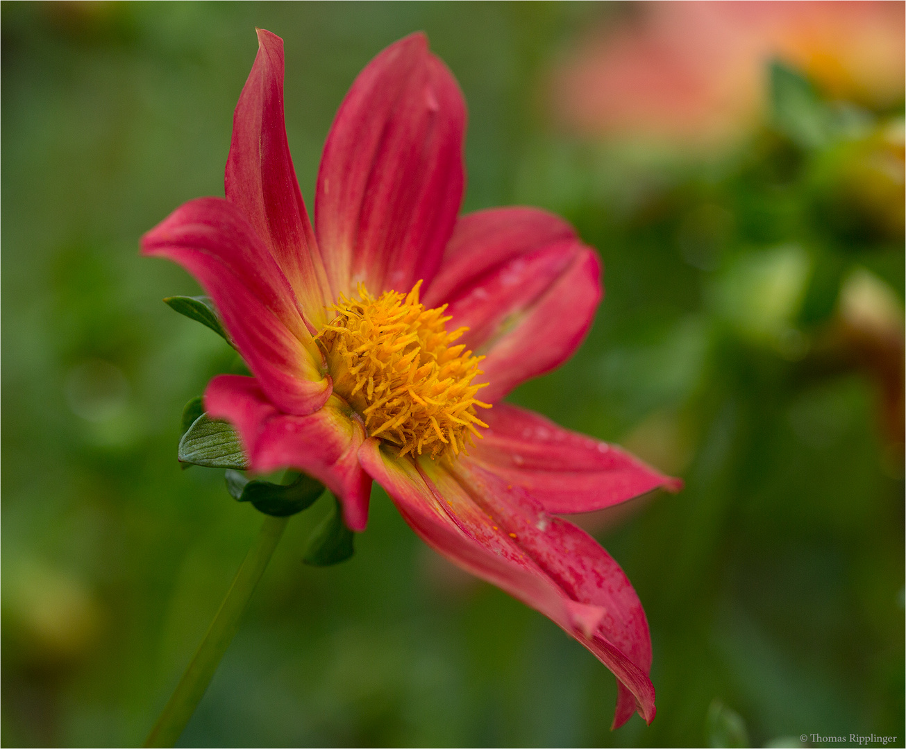 Scharlach-Dahlie (Dahlia coccinea)