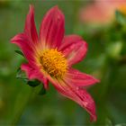 Scharlach-Dahlie (Dahlia coccinea)