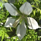 Scharlach-Hibiskus