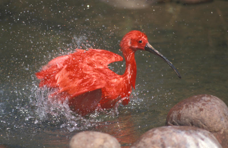 Scharlach-Ibis im Wasser