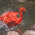 Scharlach-Ibis im Wasser