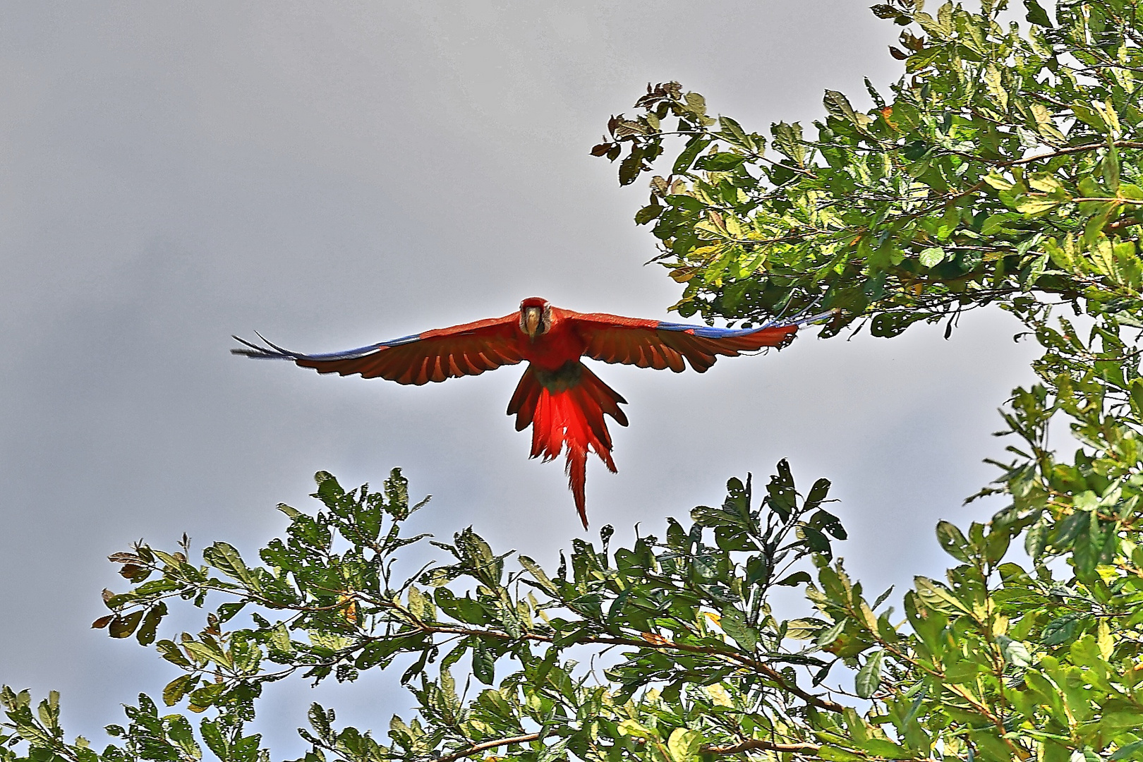 Scharlach Rote Ara - Costa Rica