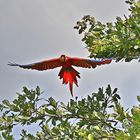 Scharlach Rote Ara - Costa Rica