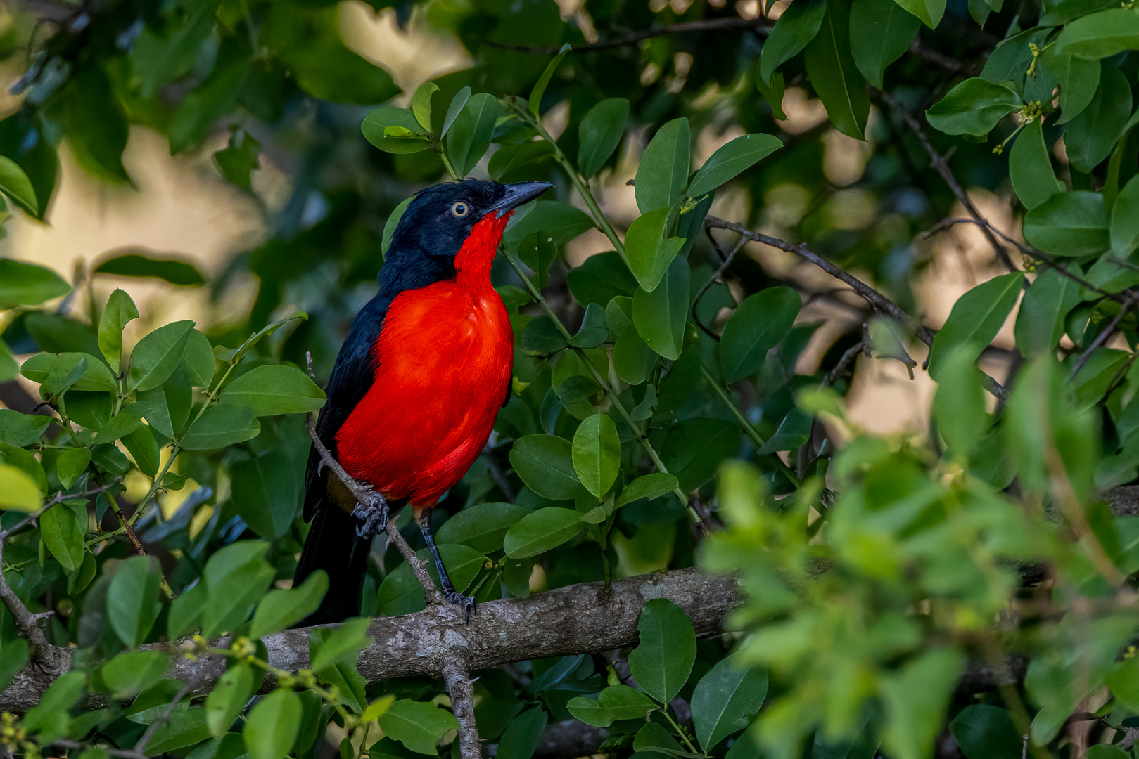 Scharlach-Würger (Black-headed Gonolek)