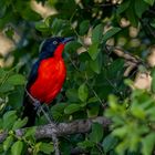 Scharlach-Würger (Black-headed Gonolek)