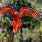 Scharlachara (Scarlet Macaw)