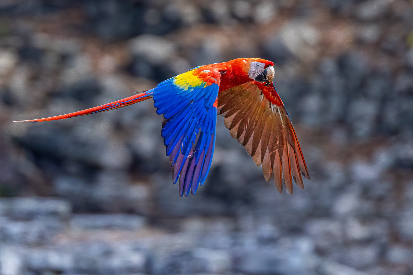 Scharlachara (Scarlet Macaw)