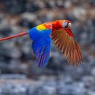 Scharlachara (Scarlet Macaw)