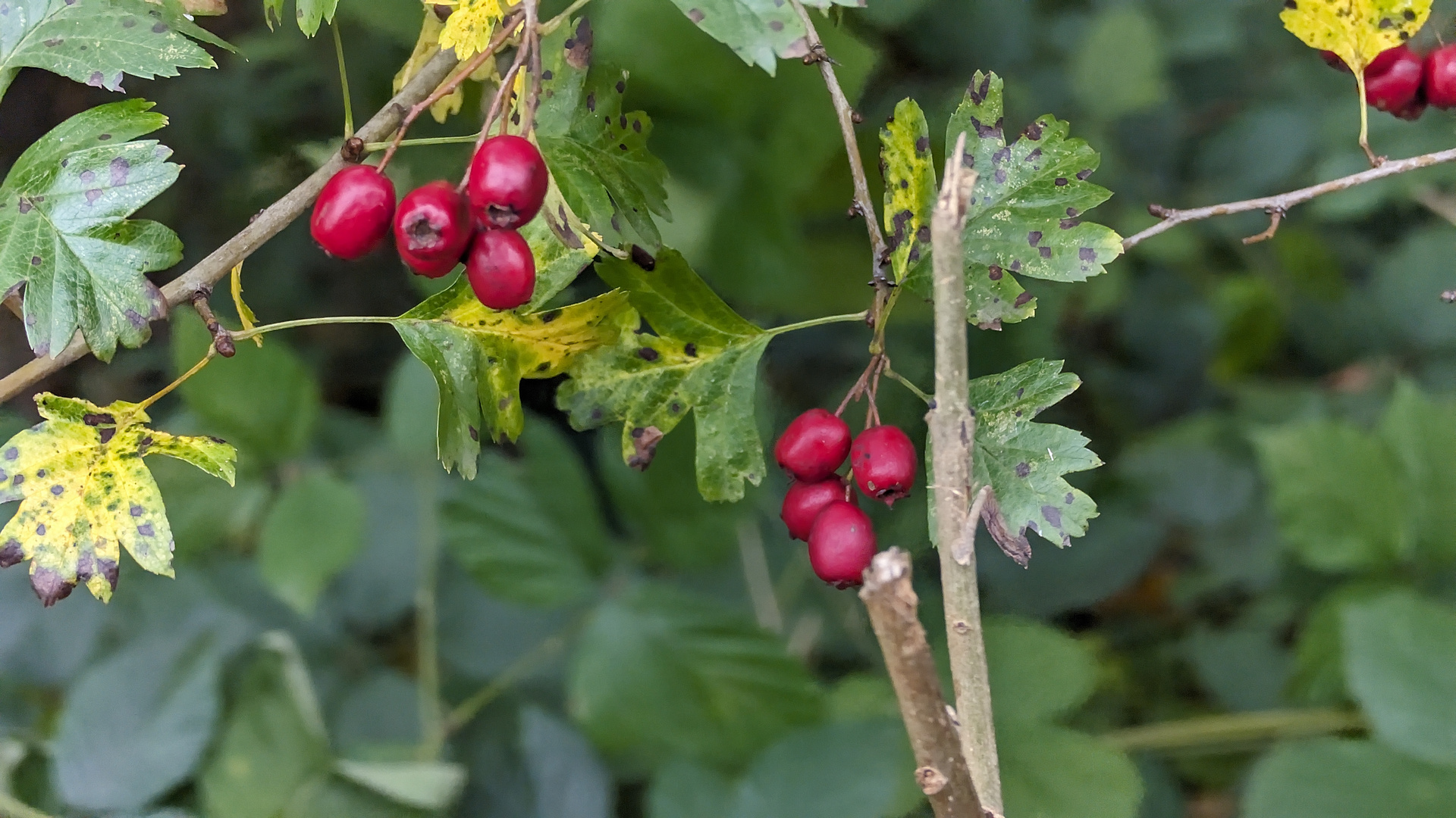 Scharlachdorn Crataegus coccinea