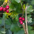 Scharlachdorn Crataegus coccinea