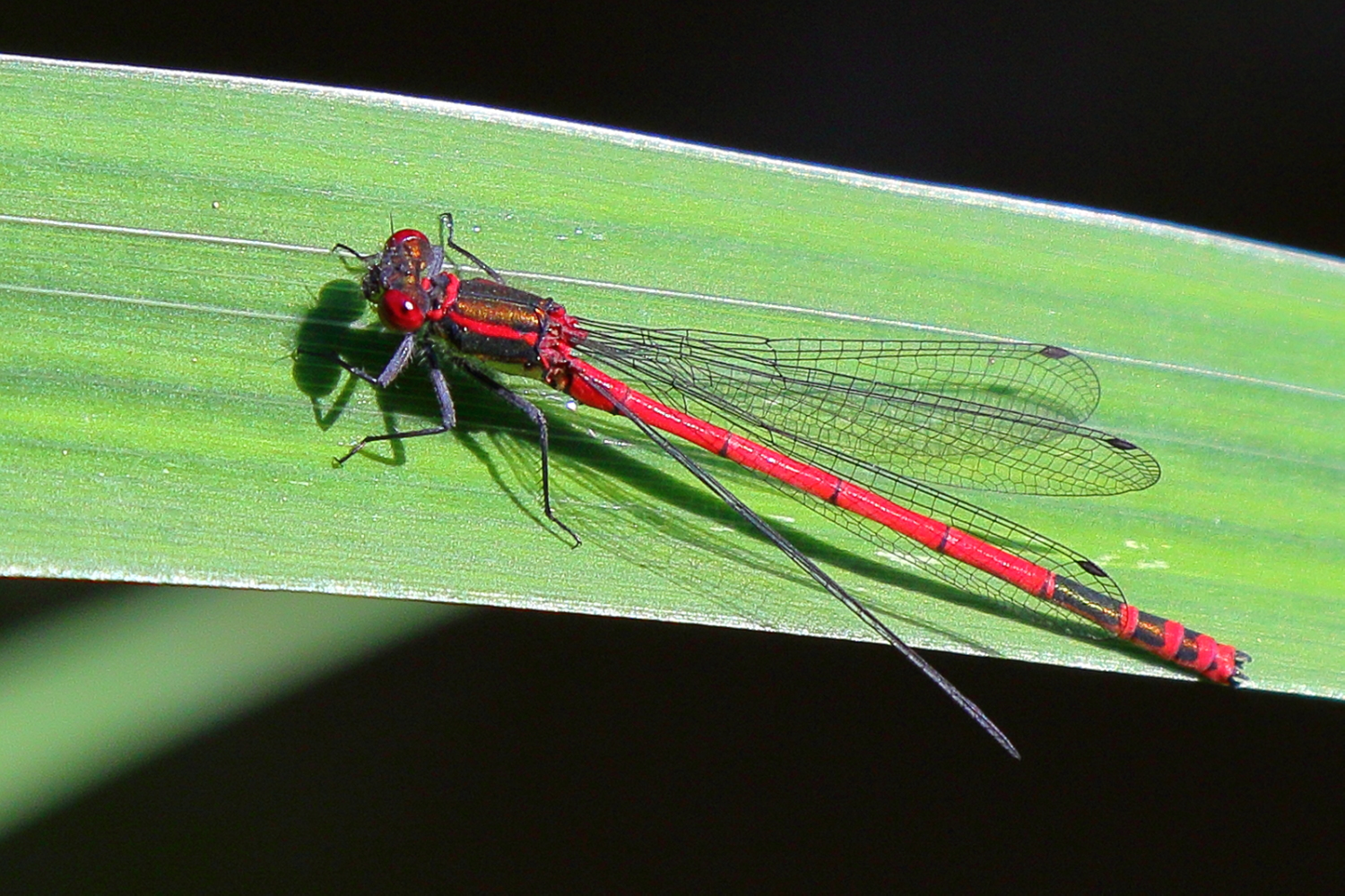 Scharlachlibelle