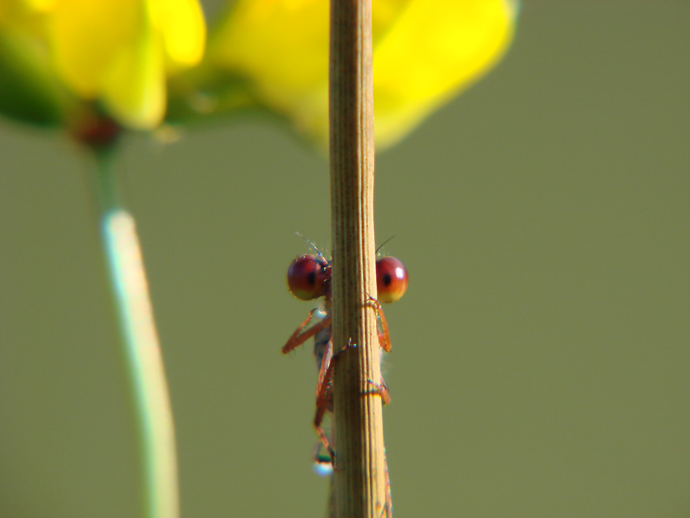 Scharlachlibelle