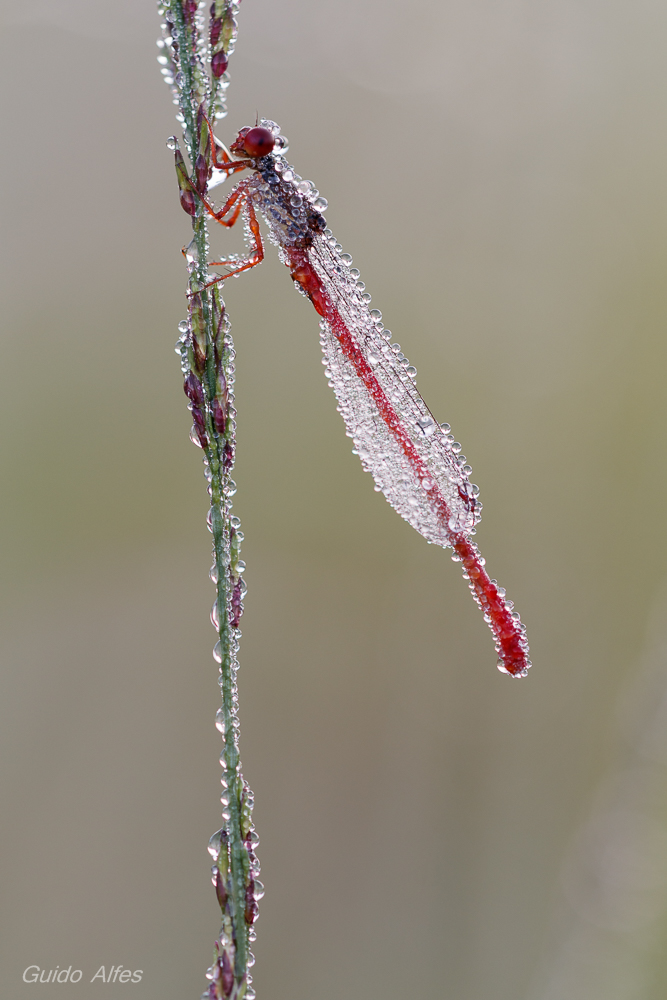 Scharlachlibelle