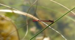 Scharlachlibelle 