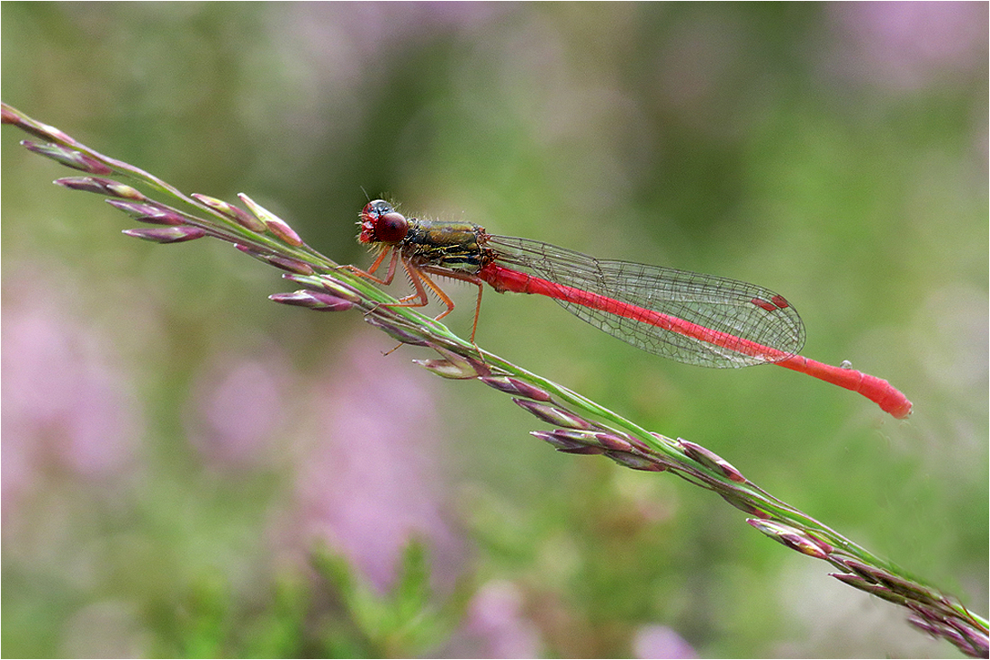  Scharlachlibelle