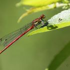 Scharlachlibelle (Ceriagrion tenellum)