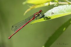 Scharlachlibelle (Ceriagrion tenellum)