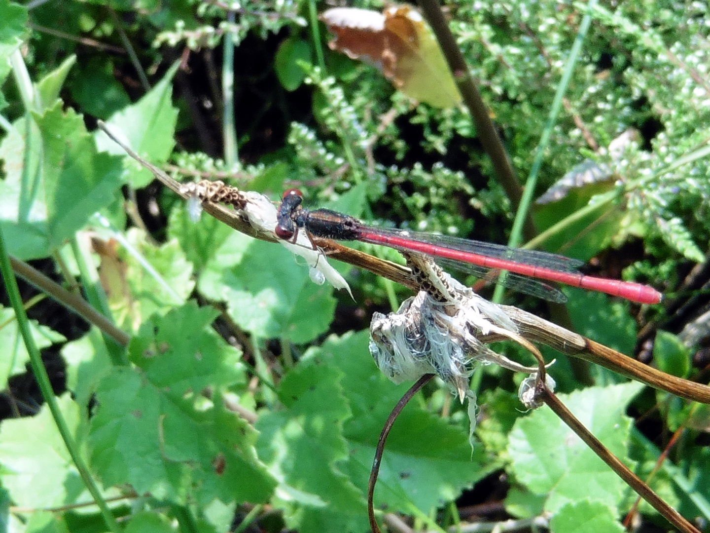 Scharlachlibelle (Ceriagrion tenellum)