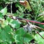 Scharlachlibelle (Ceriagrion tenellum)