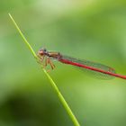 Scharlachlibelle (Ceriagrion tenellum)...