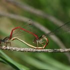 Scharlachlibelle - Ceriagrion tenellum