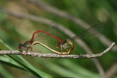 Scharlachlibelle - Ceriagrion tenellum