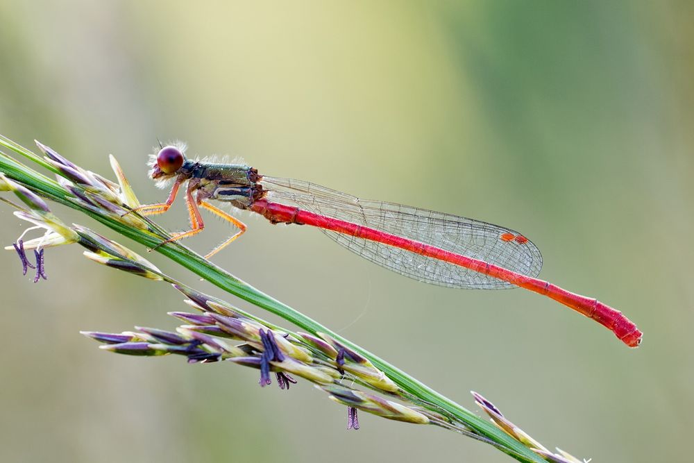 Scharlachlibelle (Ceriagrion tenellum )