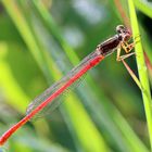 Scharlachlibelle (Ceriagrion tenellum)