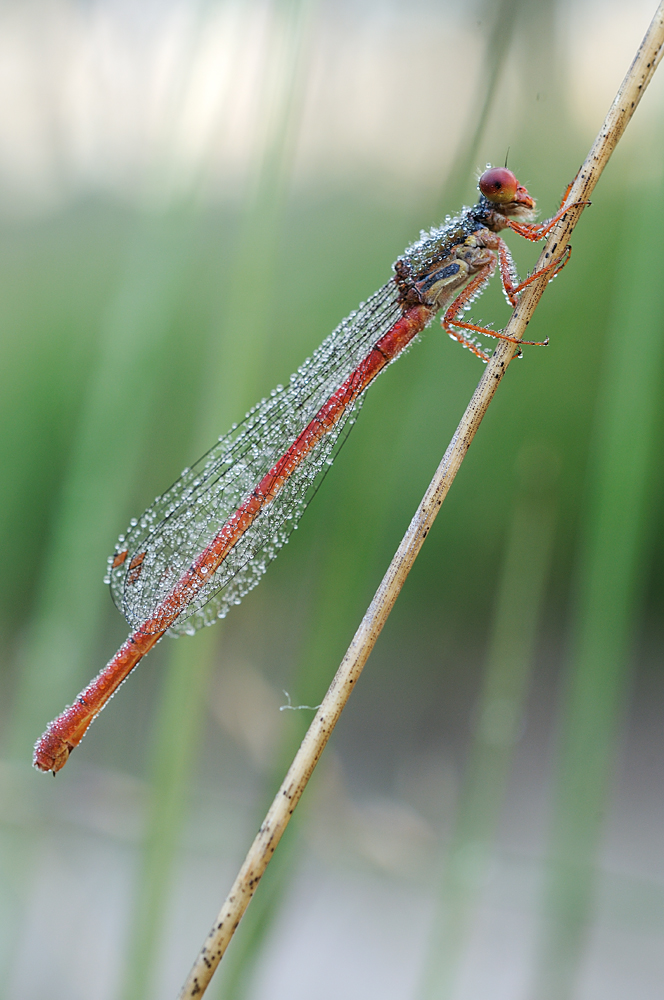 Scharlachlibelle (Ceriagrion tenellum)