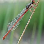 Scharlachlibelle (Ceriagrion tenellum)