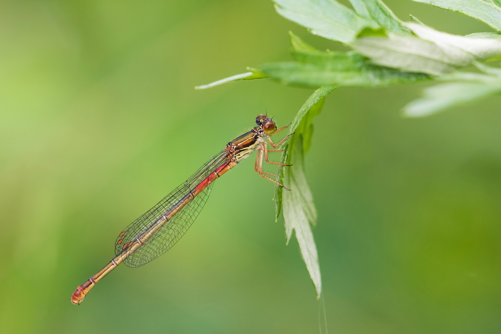  Scharlachlibelle (Ceriagrion tenellum)...