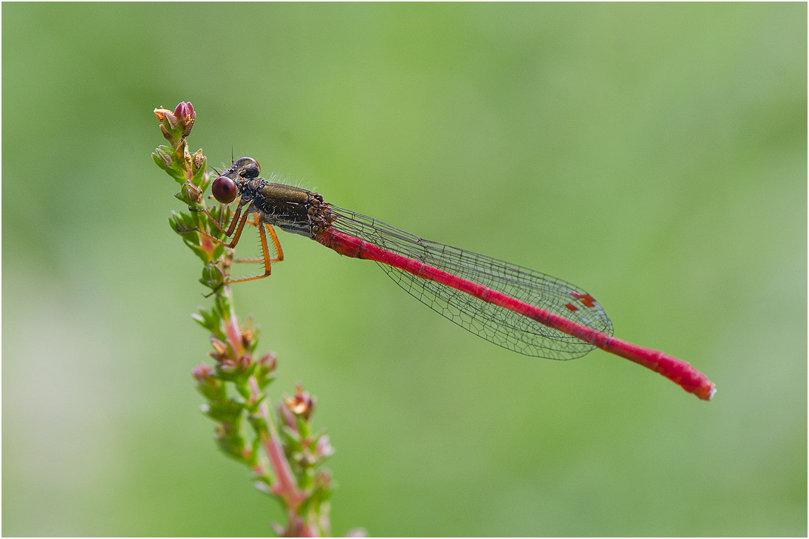 Scharlachlibelle - Ceriagrion tenellum