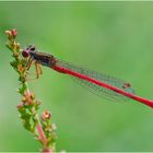 Scharlachlibelle - Ceriagrion tenellum